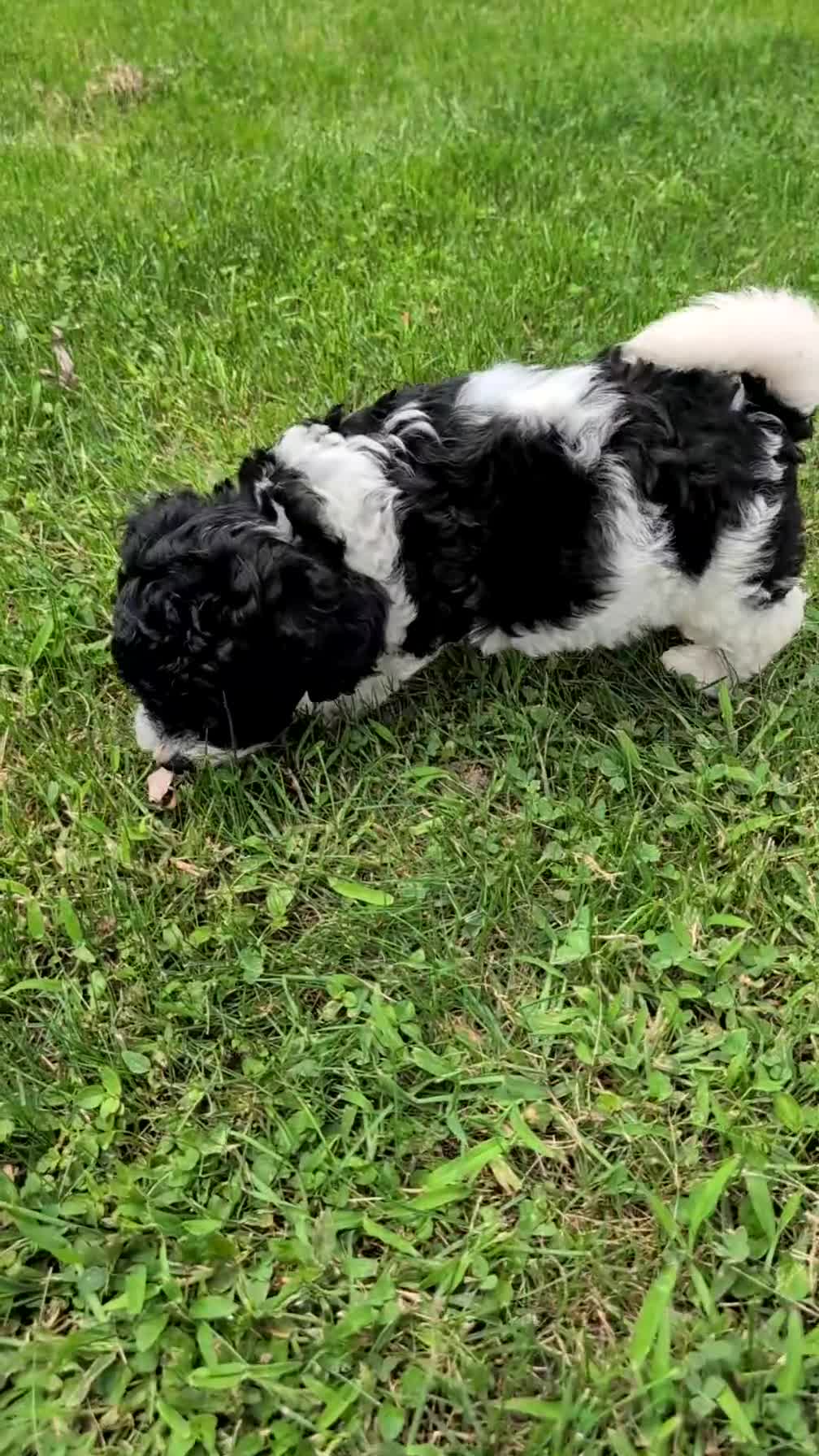 Havapoo dogs for sale: Max - Video 1
