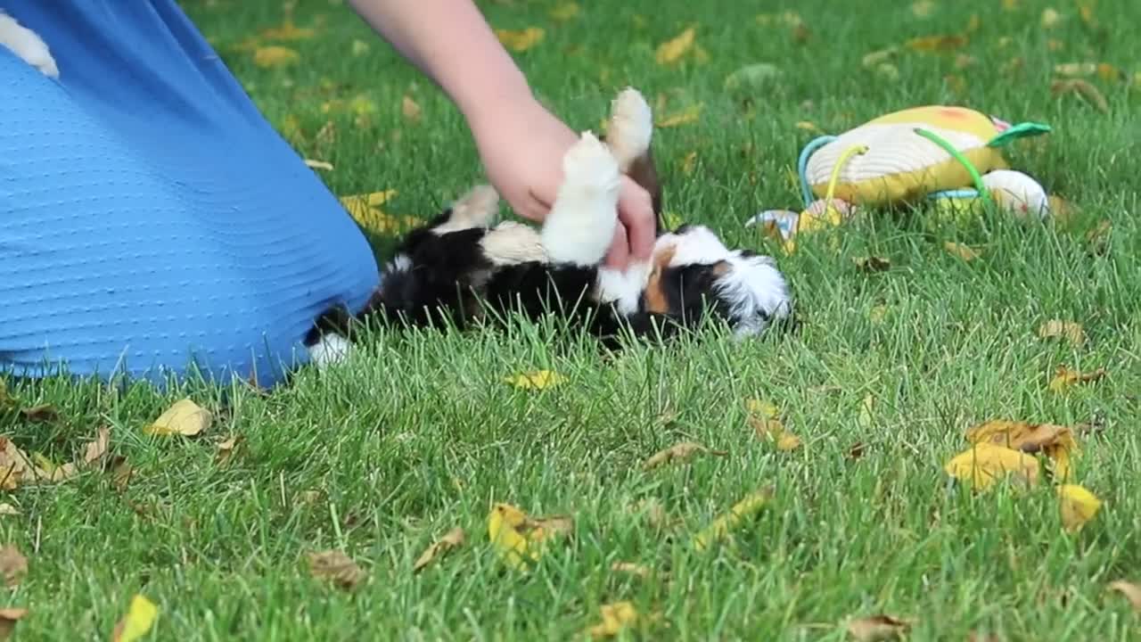 Mini Bernedoodle dogs for sale: Molly🎀 - Video 4