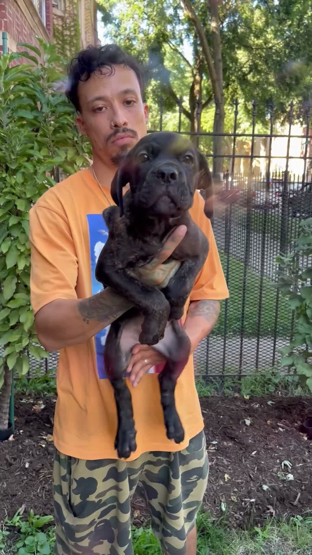 Cane Corso dogs for sale: Brindle Male Cane Corso Puppy #2 - Video 1