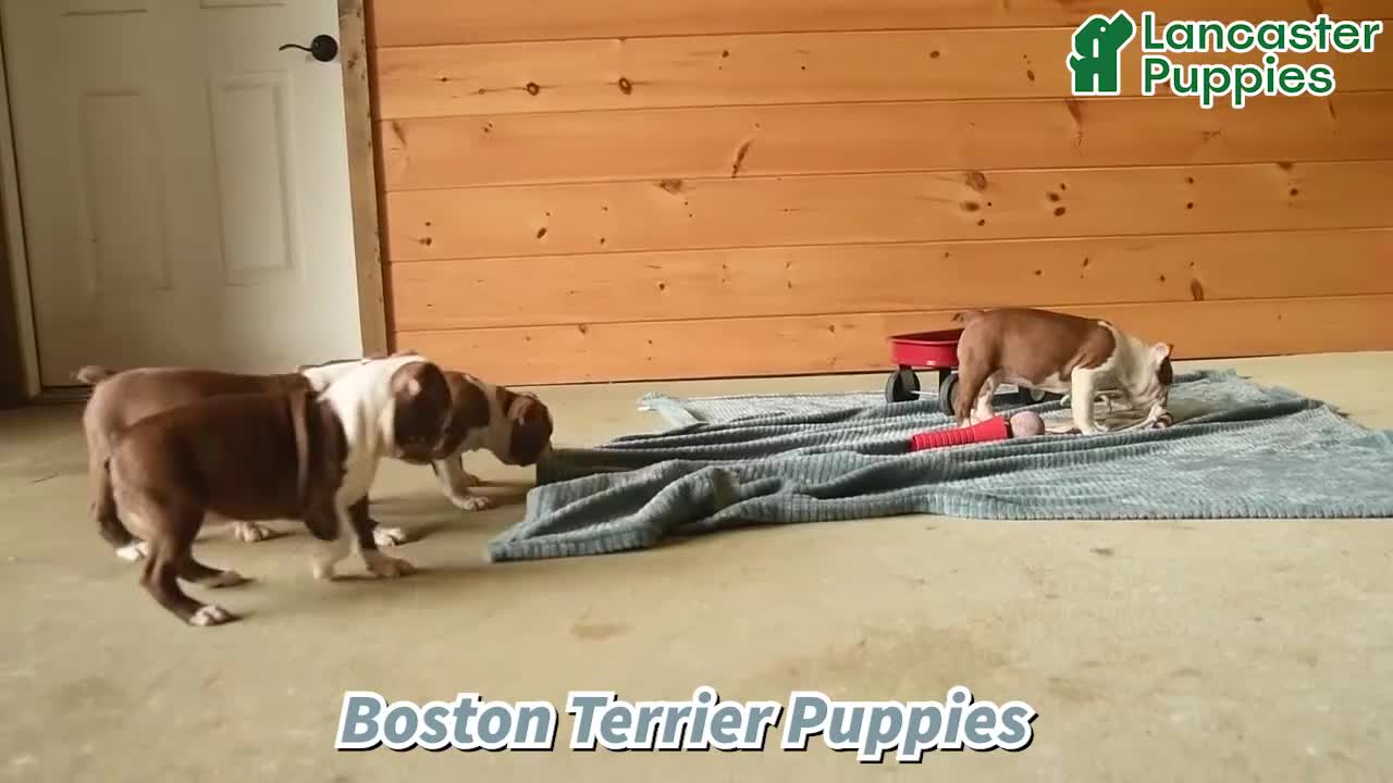 Boston Terrier dogs for sale: Ryder  - Video 1