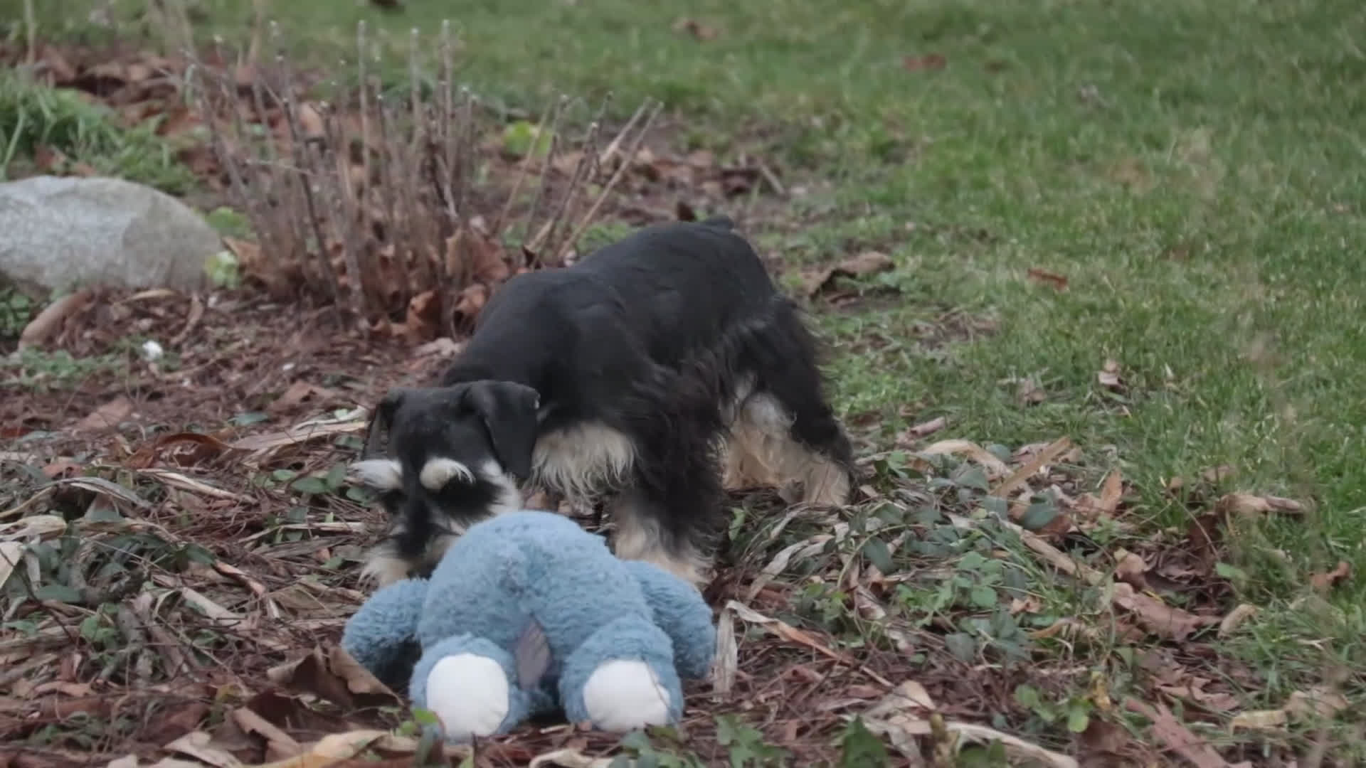 Miniature Schnauzer dogs for sale: Felix - Video 1