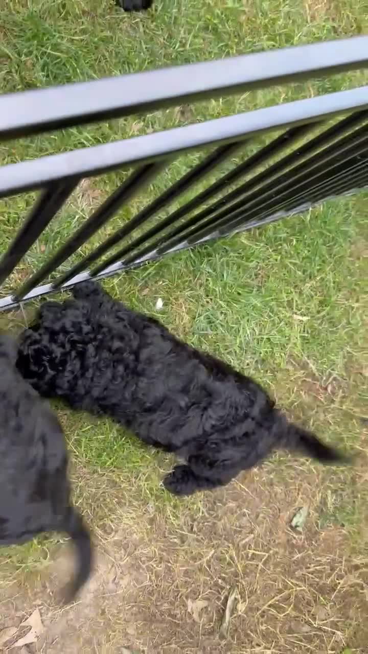 Mixed Breed dogs for sale: Pinky - Video 1