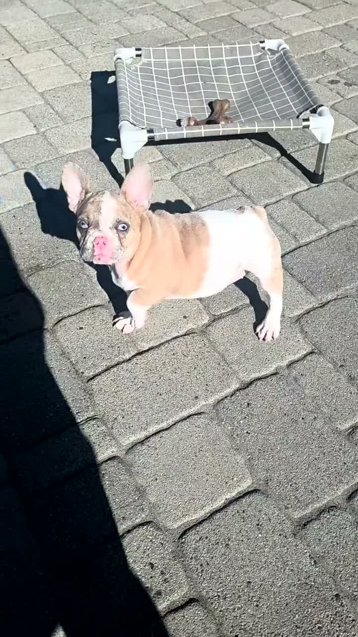 French Bulldog dogs for sale: Ami - Video 1