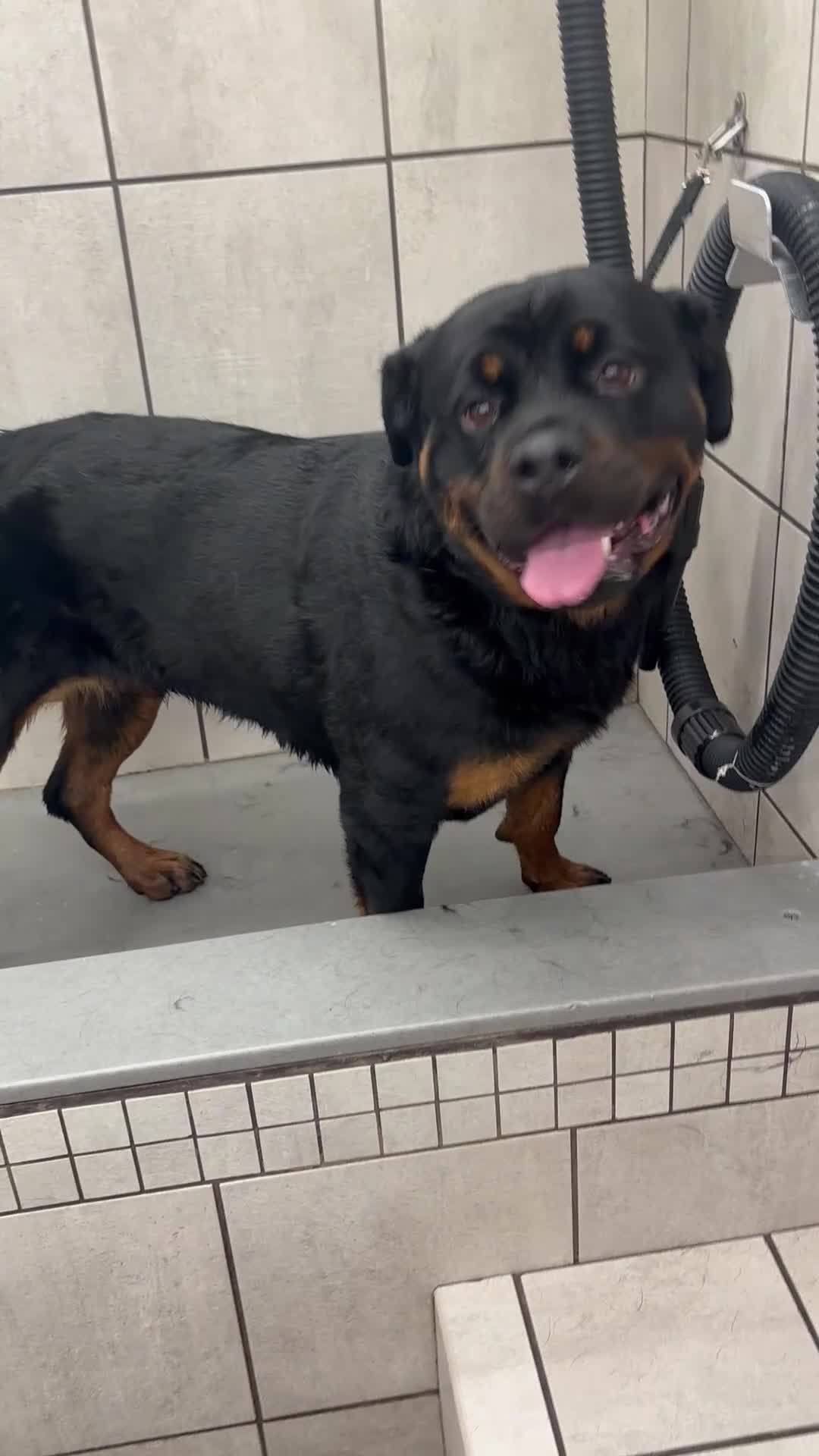 Rottweiler dogs for sale: Rottweiler Puppy 3 - Video 1