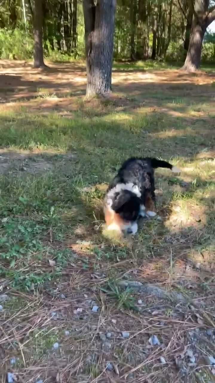 Mini Bernedoodle dogs for sale: Pecan - Video 1