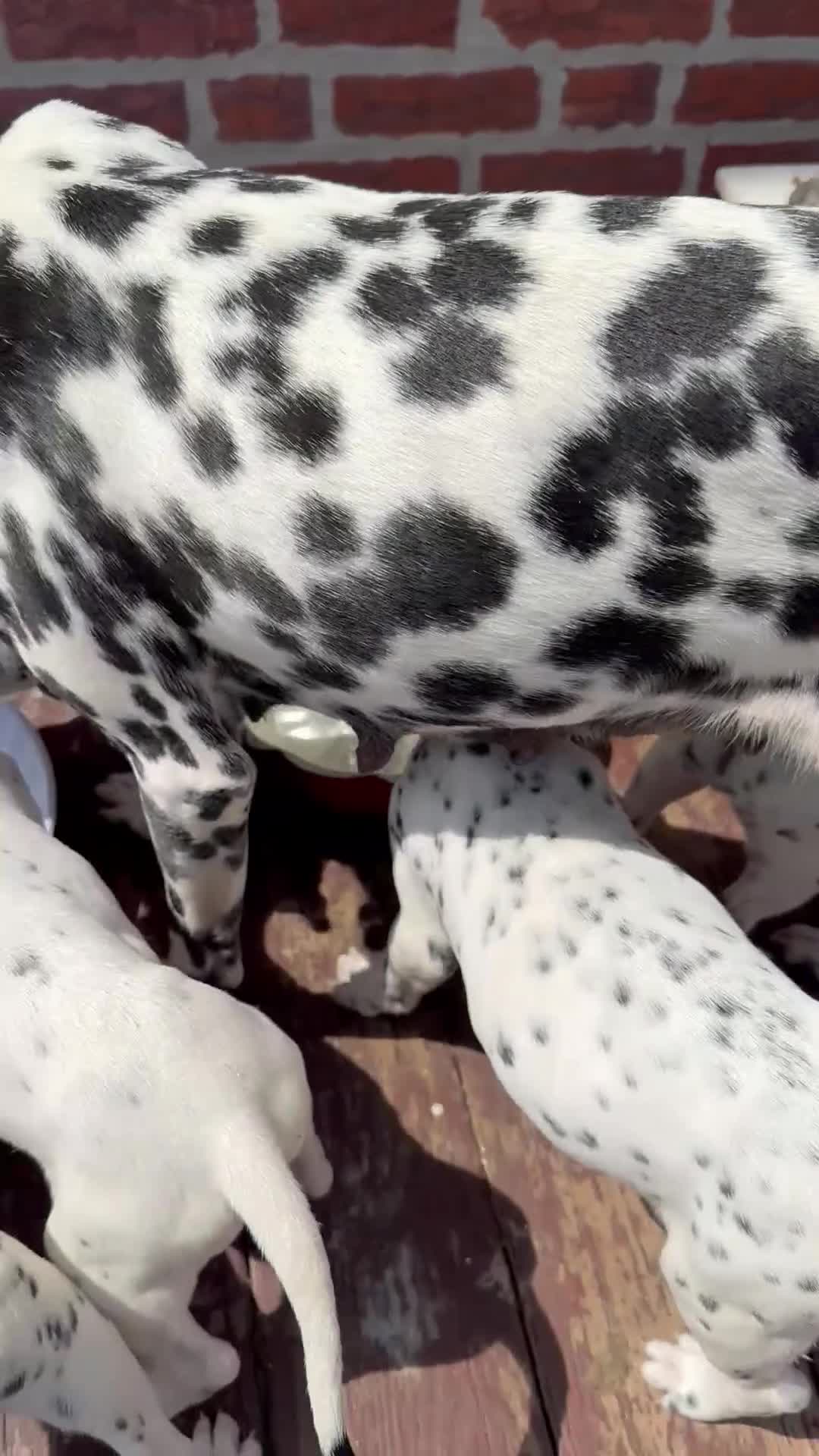 Dalmatian dogs for sale: Neo - Video 3