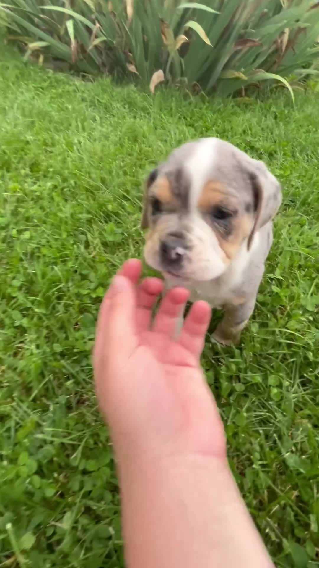 Beabull dogs for sale: Darla - Video 1