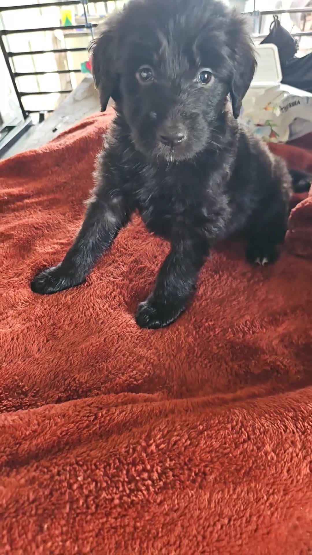 Labradoodle dogs for sale: Max - Video 1