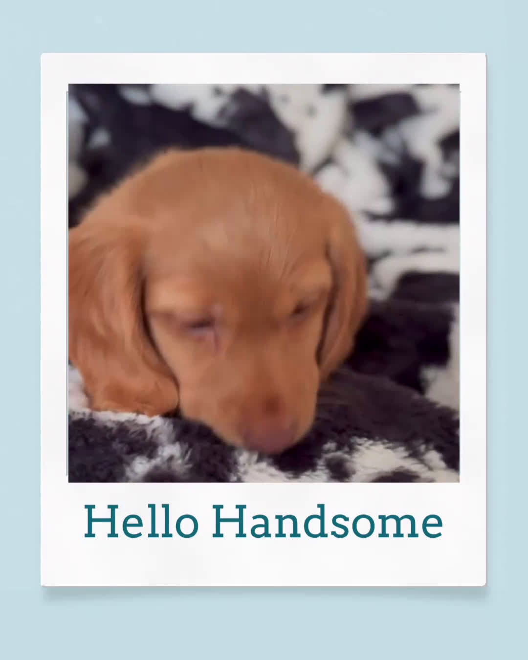 Miniature Dachshund dogs for sale: Vinny G  - Video 1