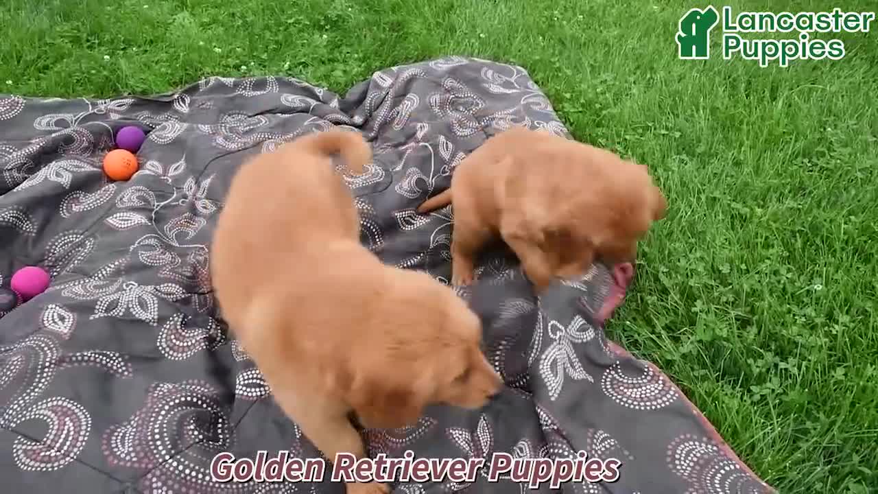 Golden Retriever dogs for sale: Jordan - Video 1