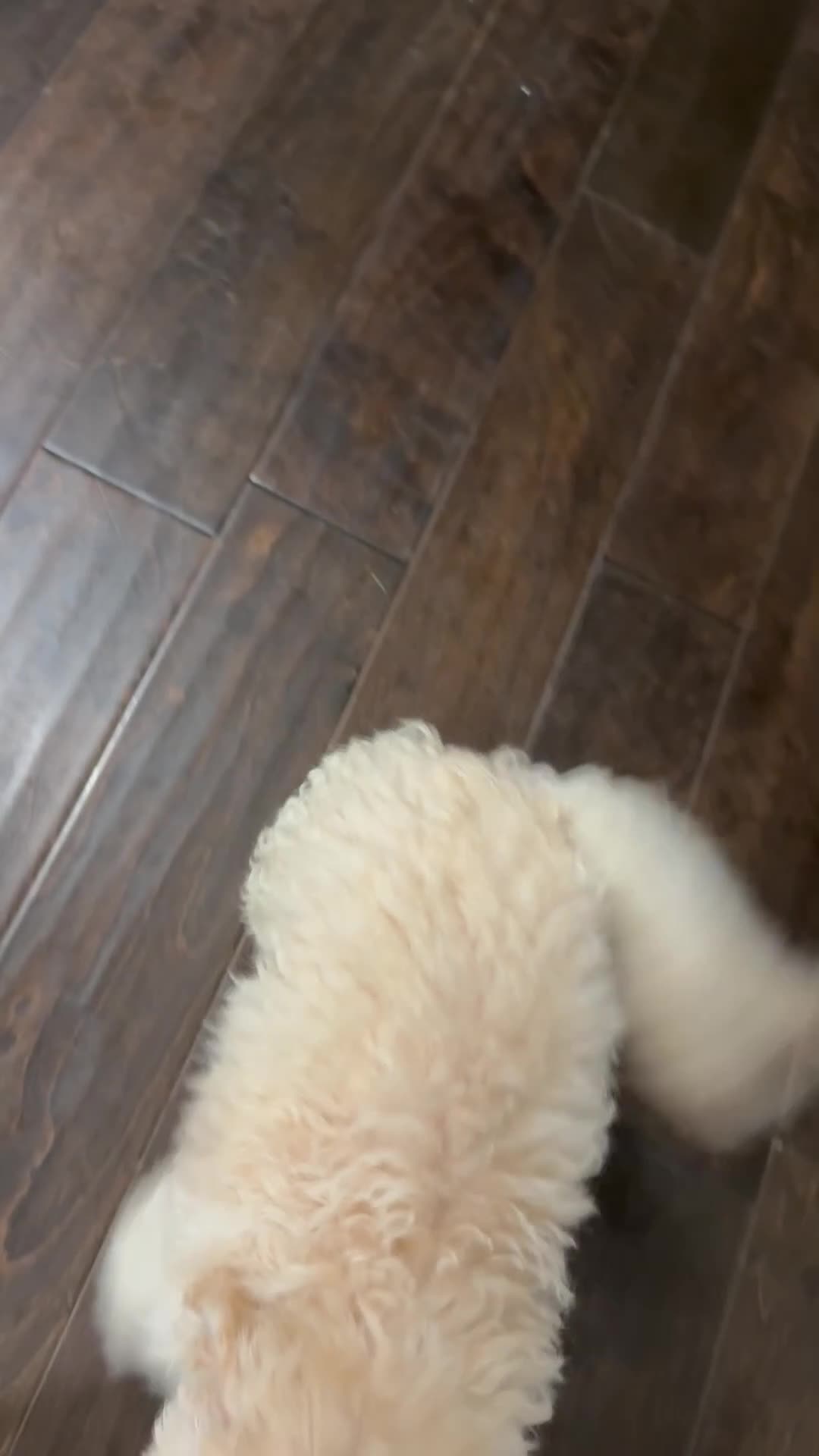 Bichpoo dogs for sale: Bichpoo 2 - Video 2