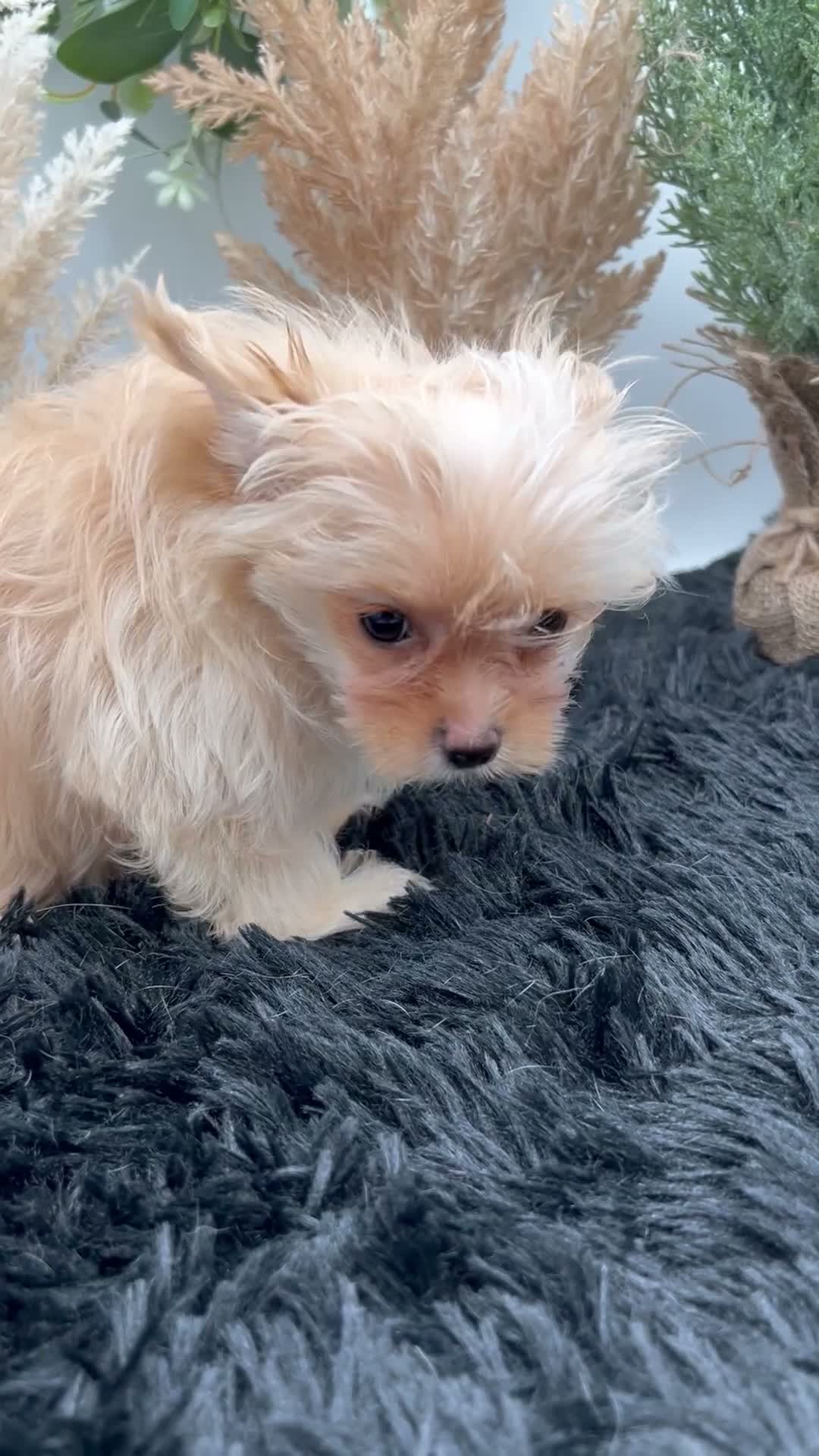 Yorkshire Terrier dogs for sale: Lexie the rare Golddust Yorkie $2,500 - Video 1