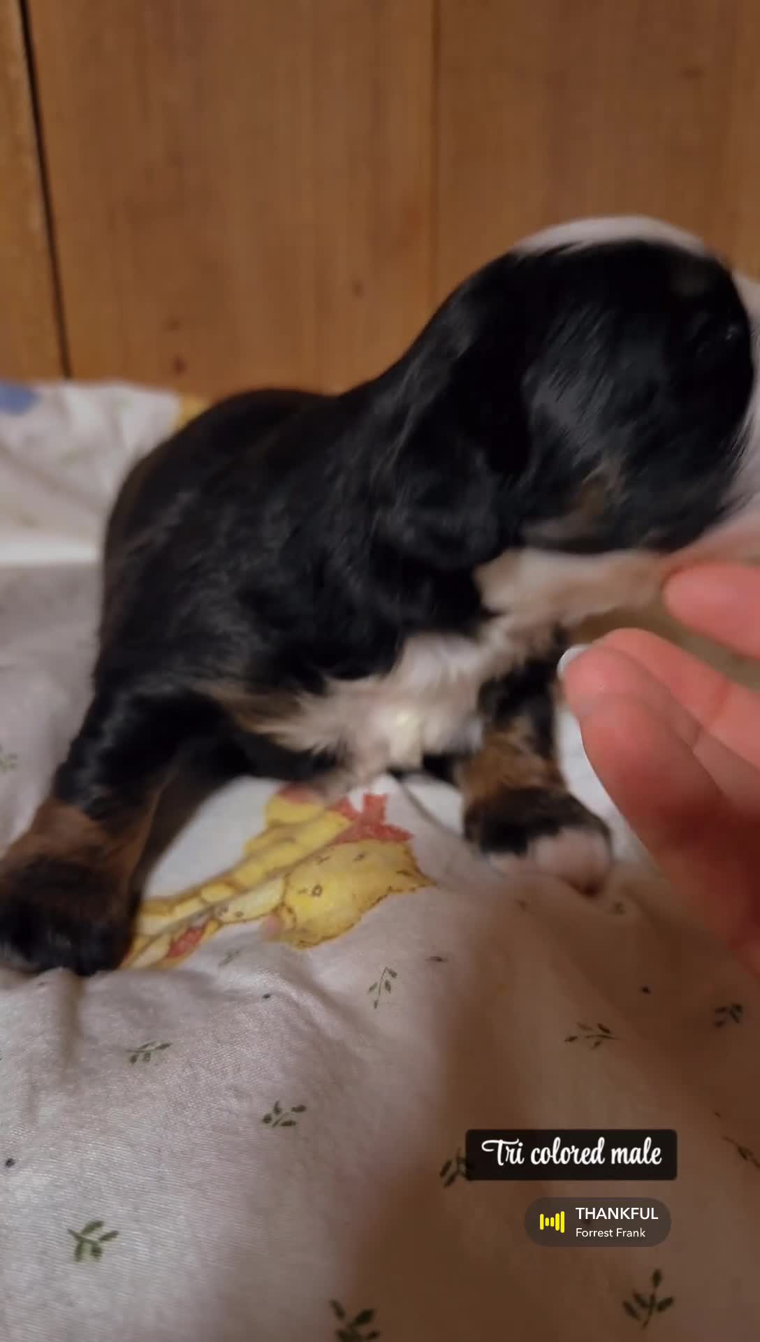 Mini Bernedoodle dogs for sale: Sully - Tricolored Mini Bernedoodle  - Video 1