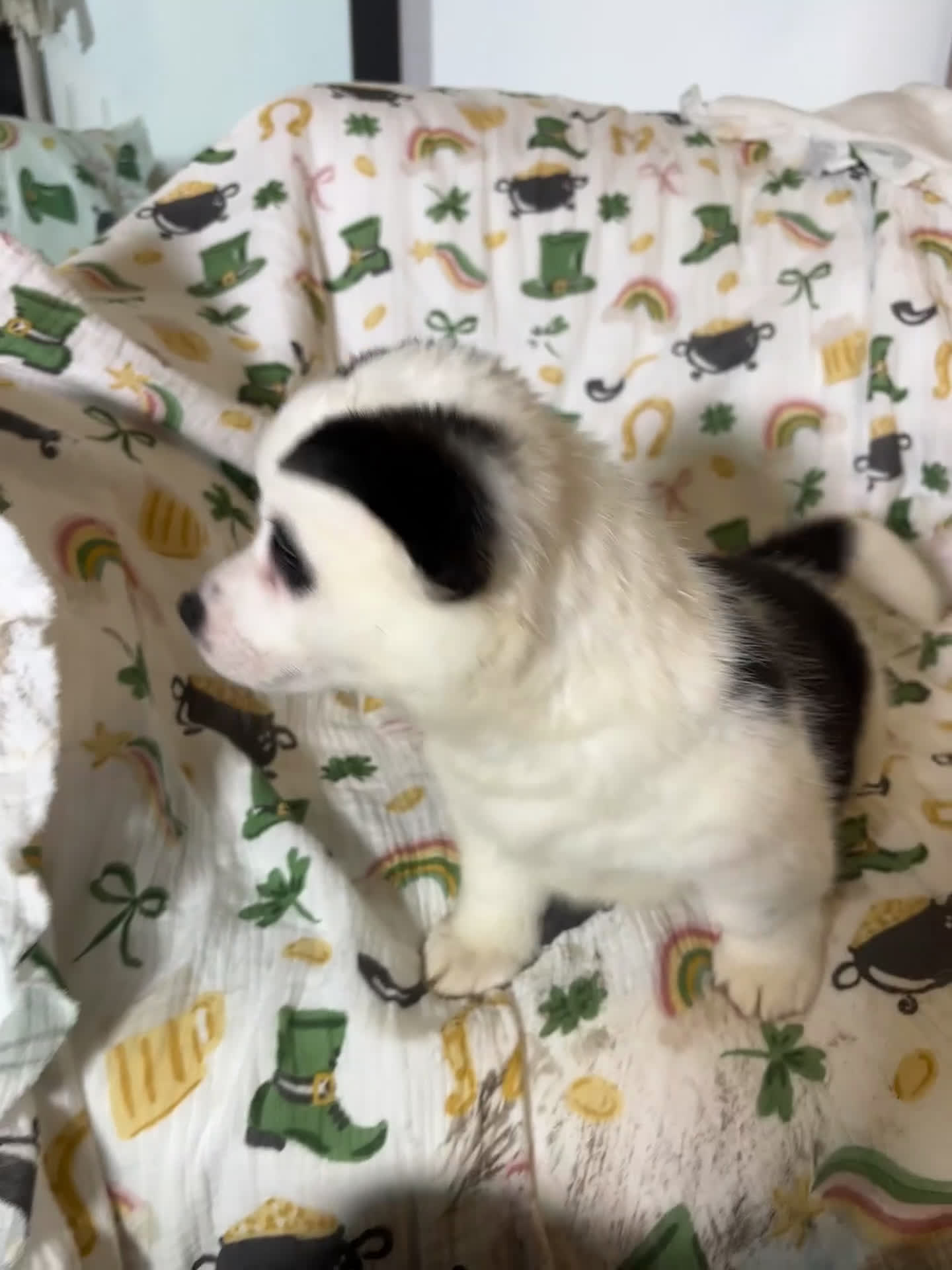 Mixed Breed dogs for sale: Stretchy - Video 1