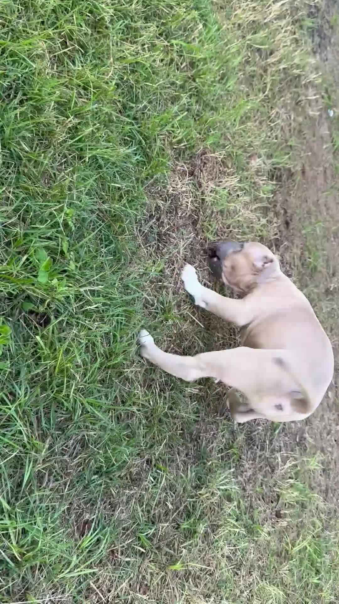 American Bully dogs for sale: Katara  - Video 1