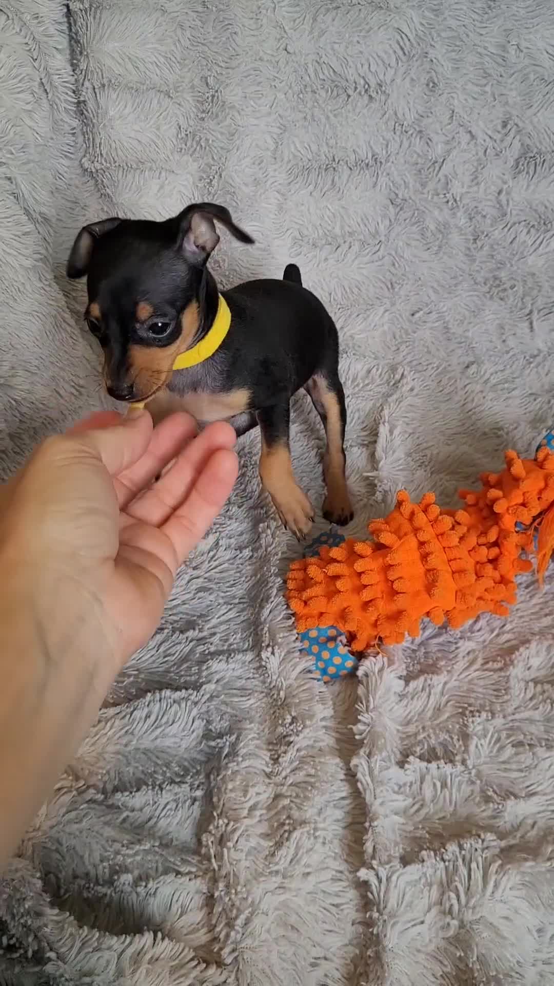 Miniature Pinscher dogs for sale: Paya - Video 1