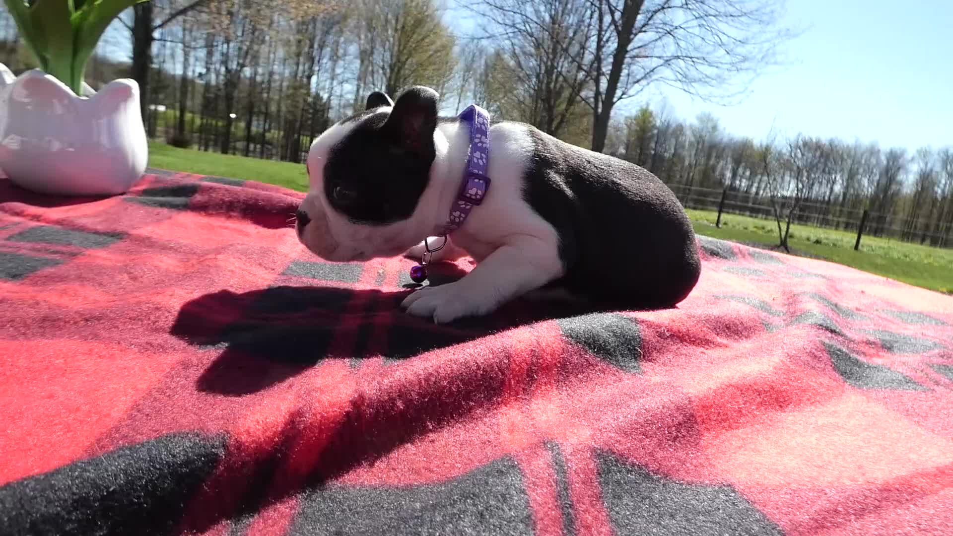 Boston Terrier dogs for sale: Boston Terrier Puppy 4 Button - Video 1