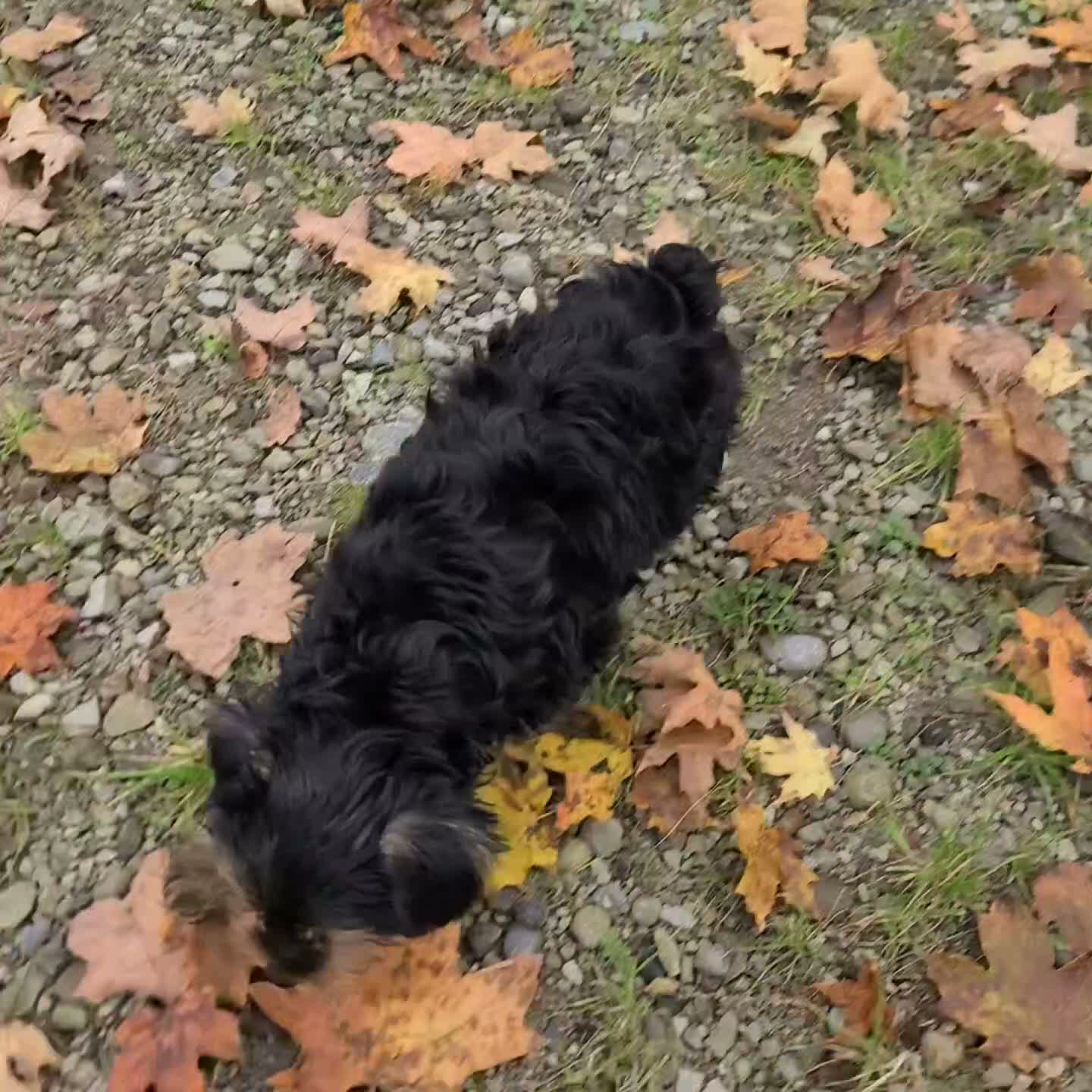 Yorkshire Terrier dogs for sale: Crystal teacup - Video 1