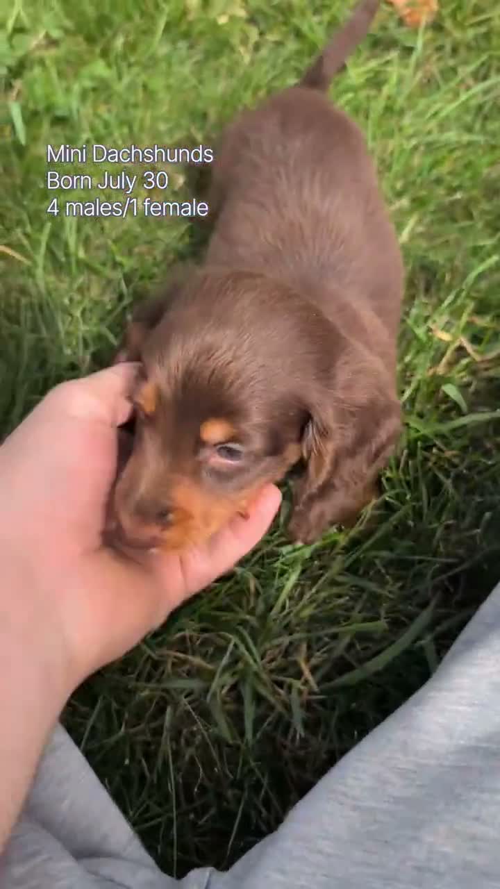 Miniature Dachshund dogs for sale: Hudson - Video 3