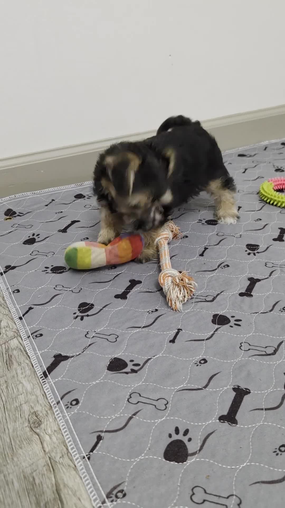Morkie dogs for sale: Mango - Video 1