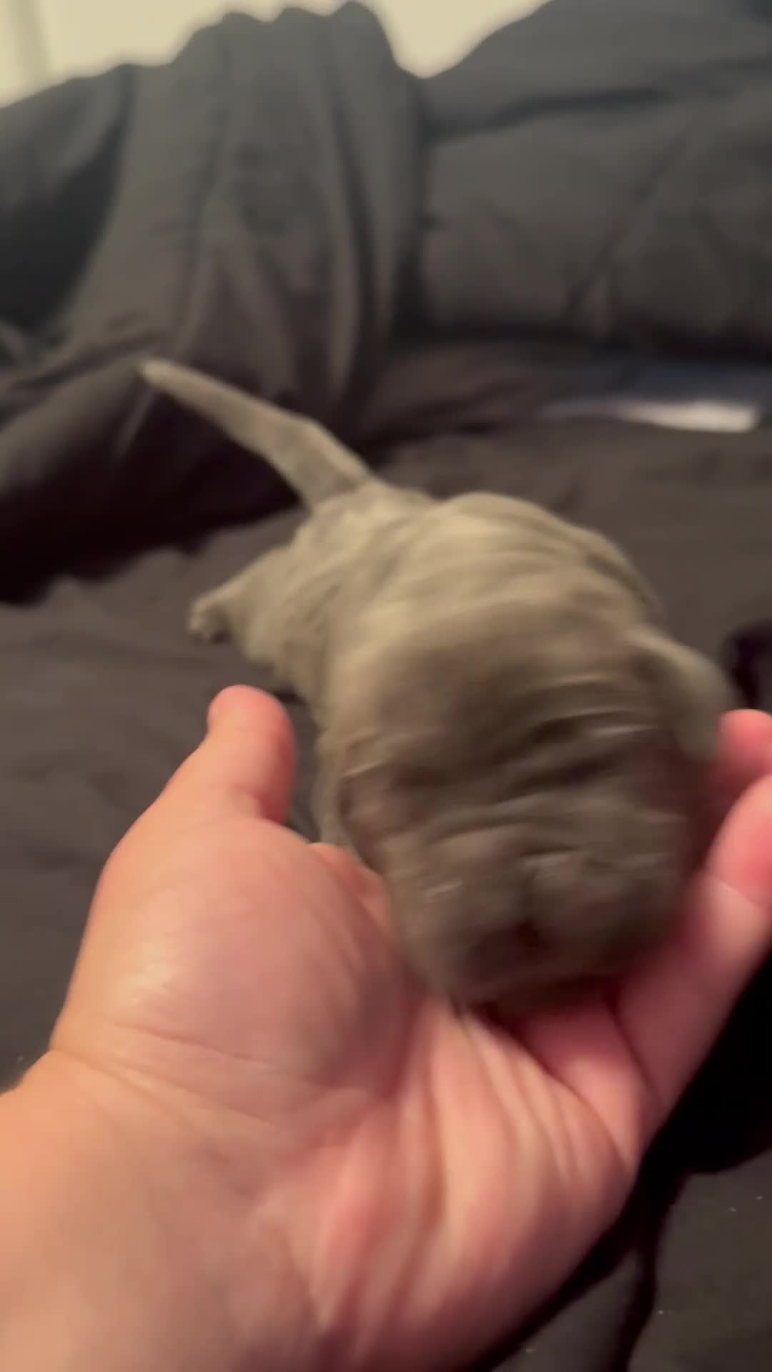 Cane Corso dogs for sale: Vince - Video 1
