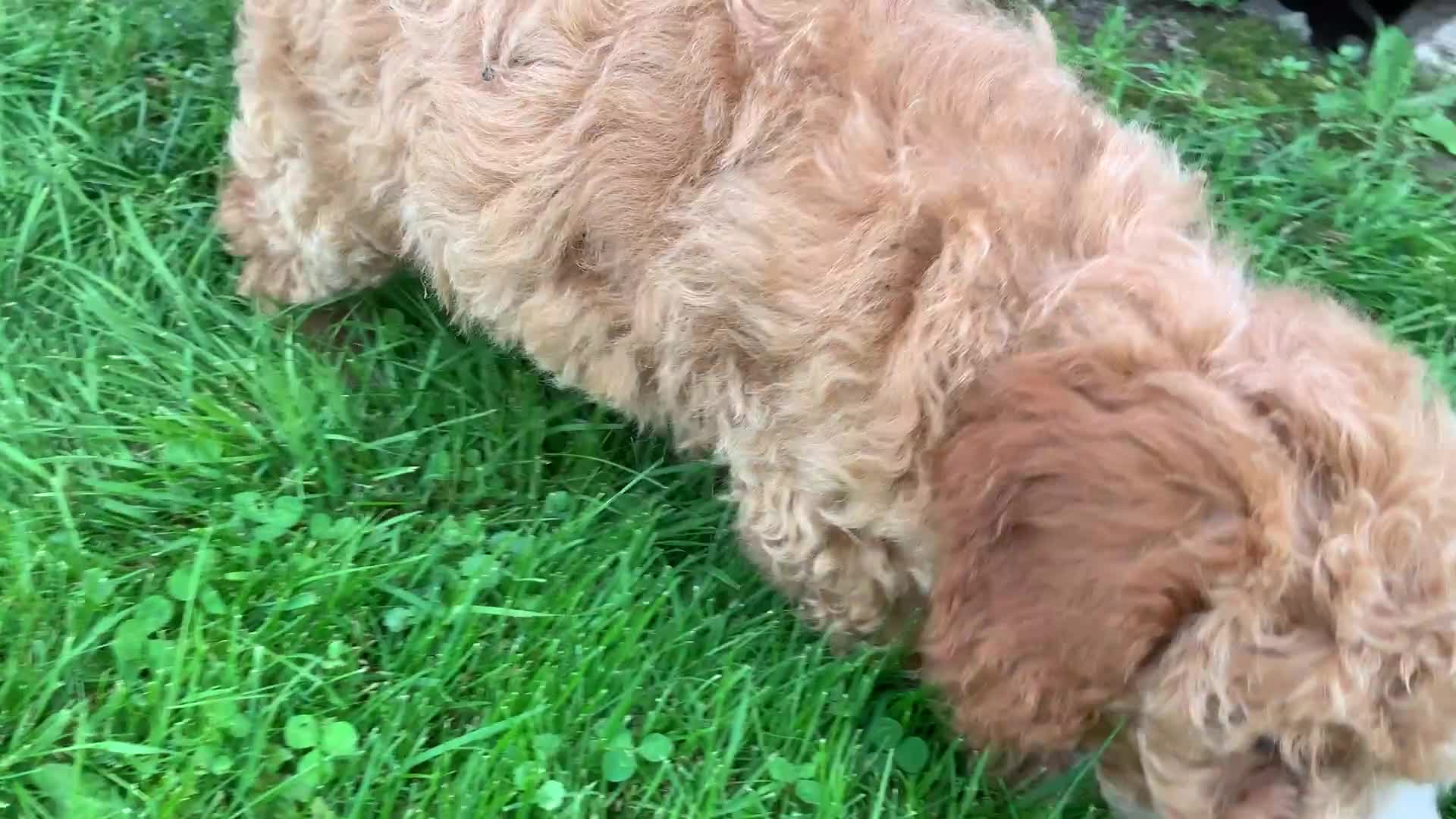 Miniature Poodle dogs for sale: Dora - Video 2