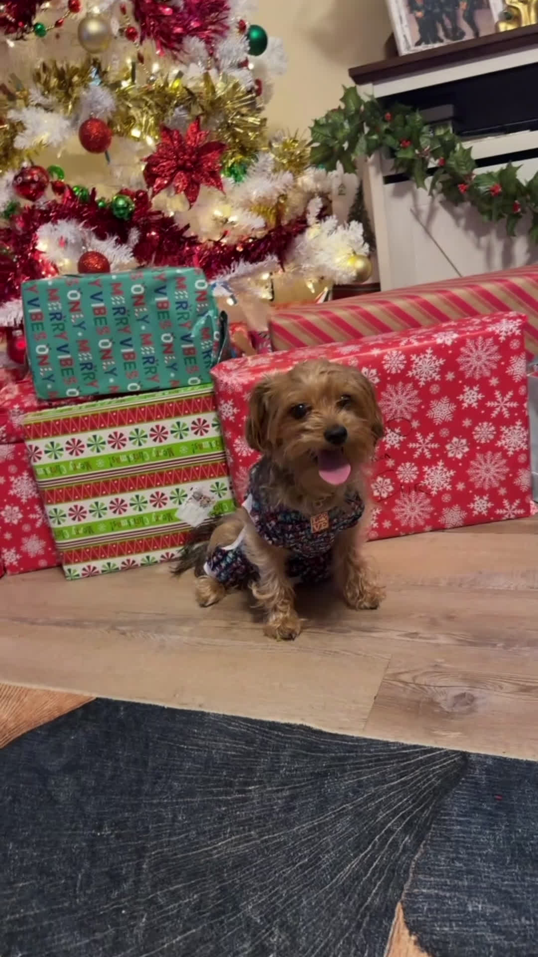 Yorkiepoo dogs for sale: Brownie🎀 - Video 1