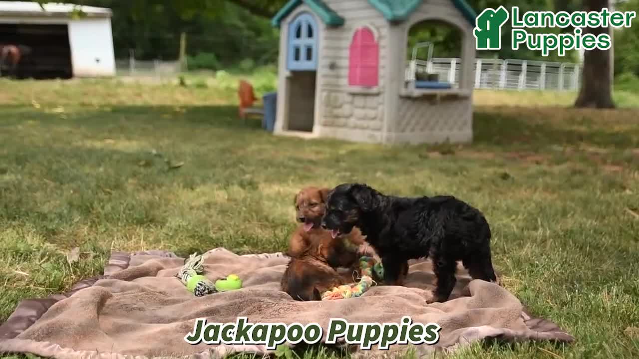 Jackapoo dogs for sale: Jill - Video 1