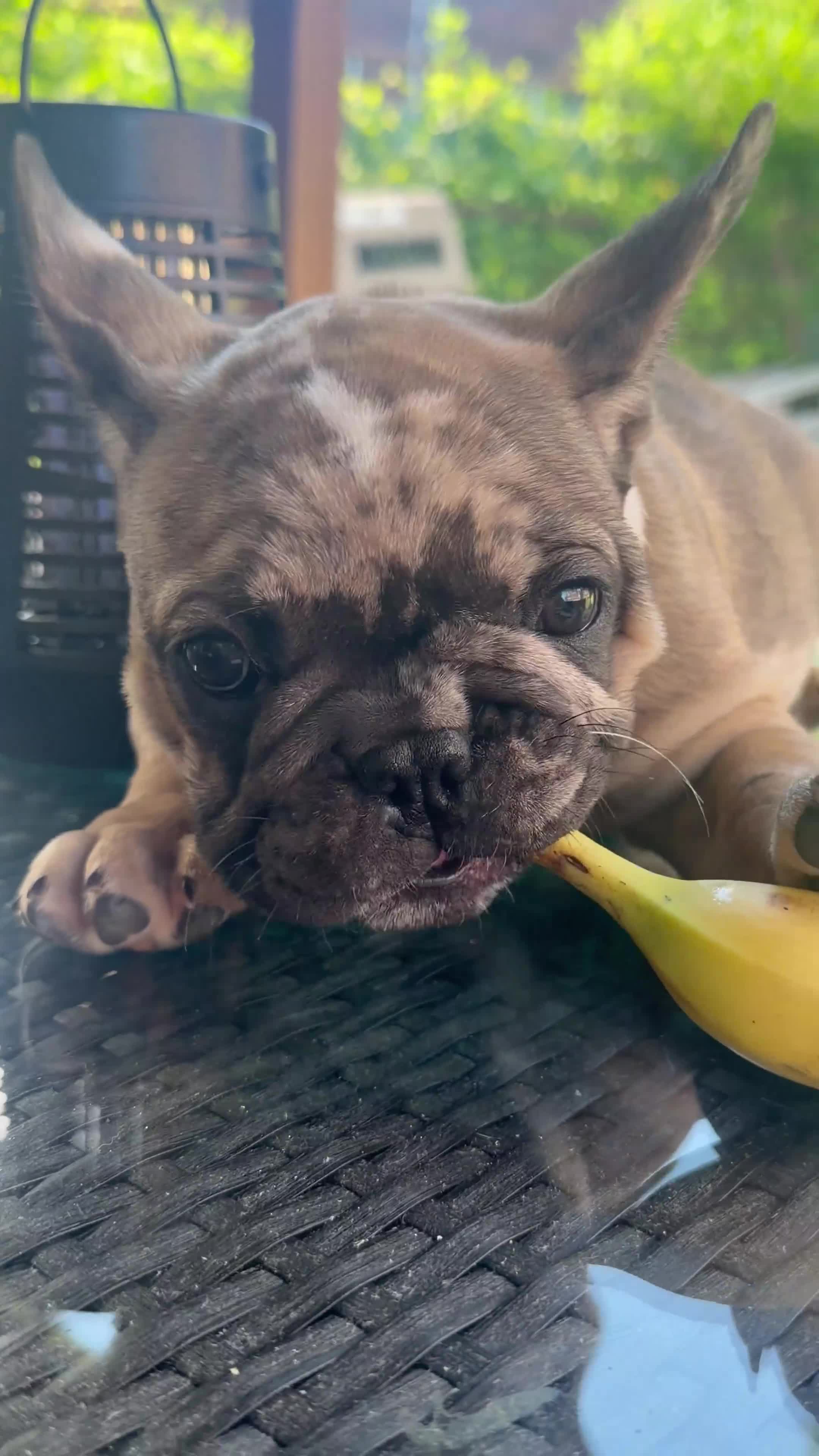 French Bulldog dogs for sale: French Bulldog 2 - Video 5