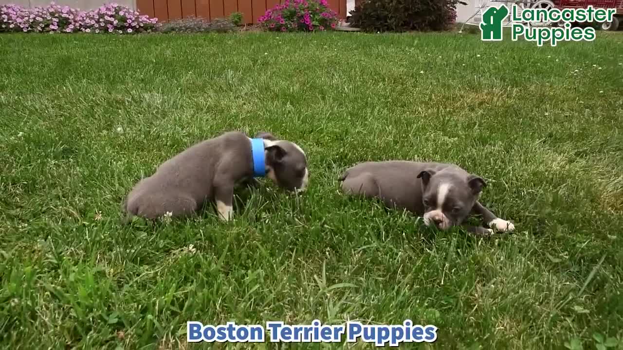 Boston Terrier dogs for sale: Lola  - Video 1