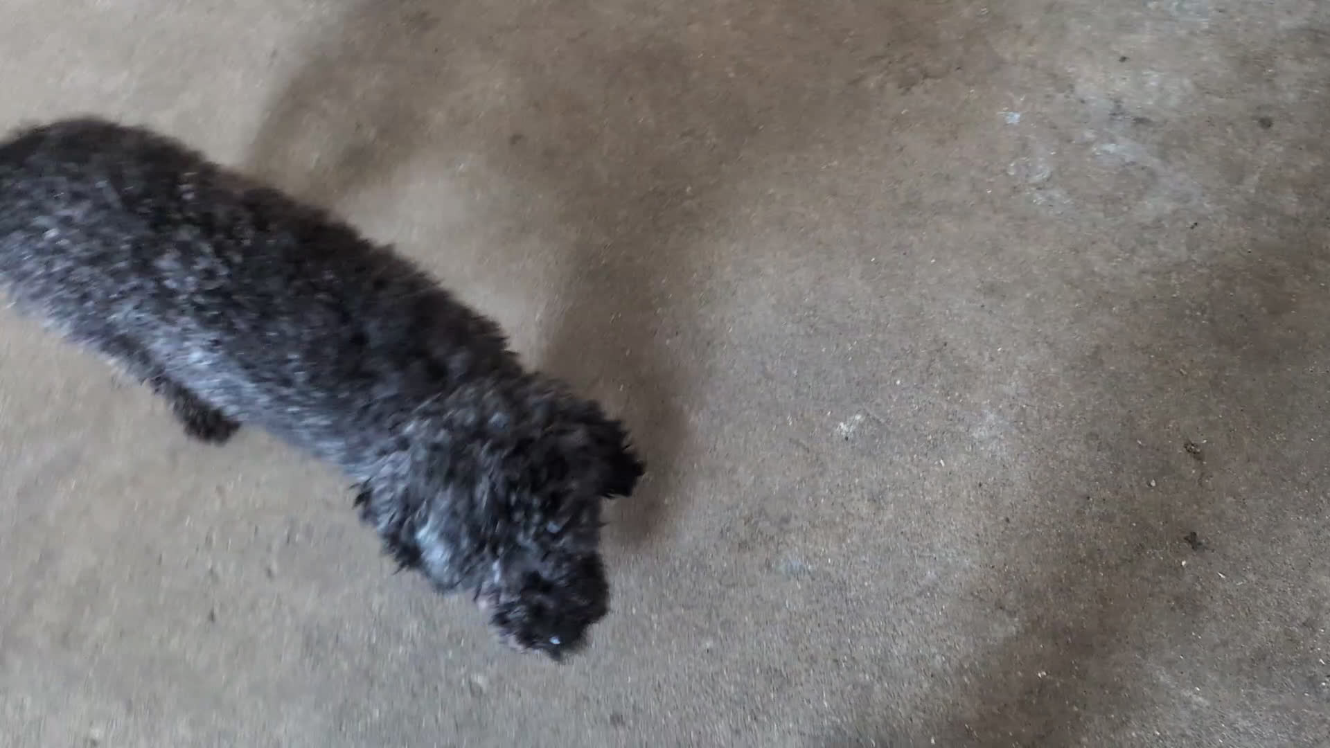 Toy Poodle dogs for sale: Giselle - Video 1