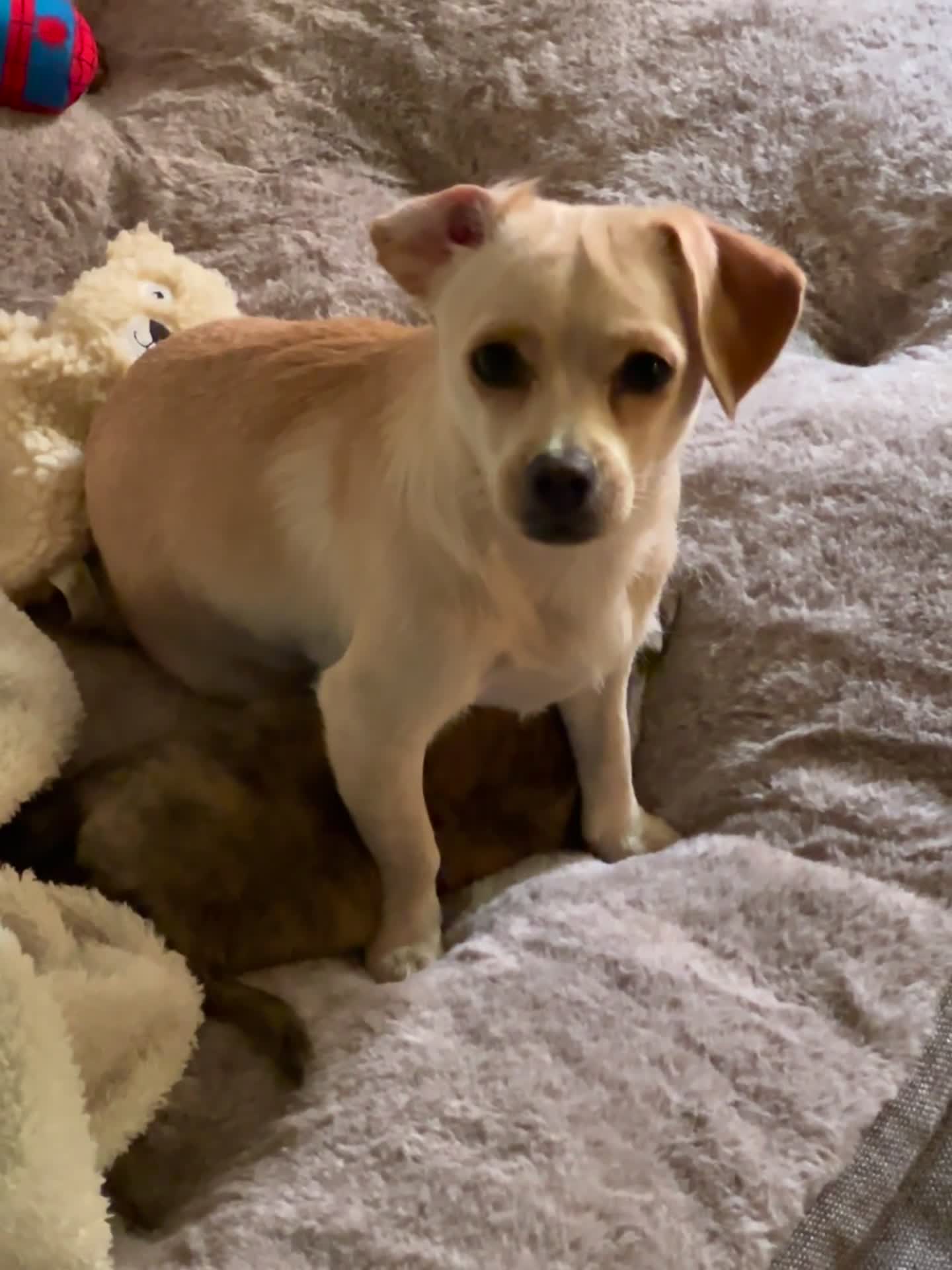 Mixed Breed dogs for sale: Mixed Breed 2 - Video 1