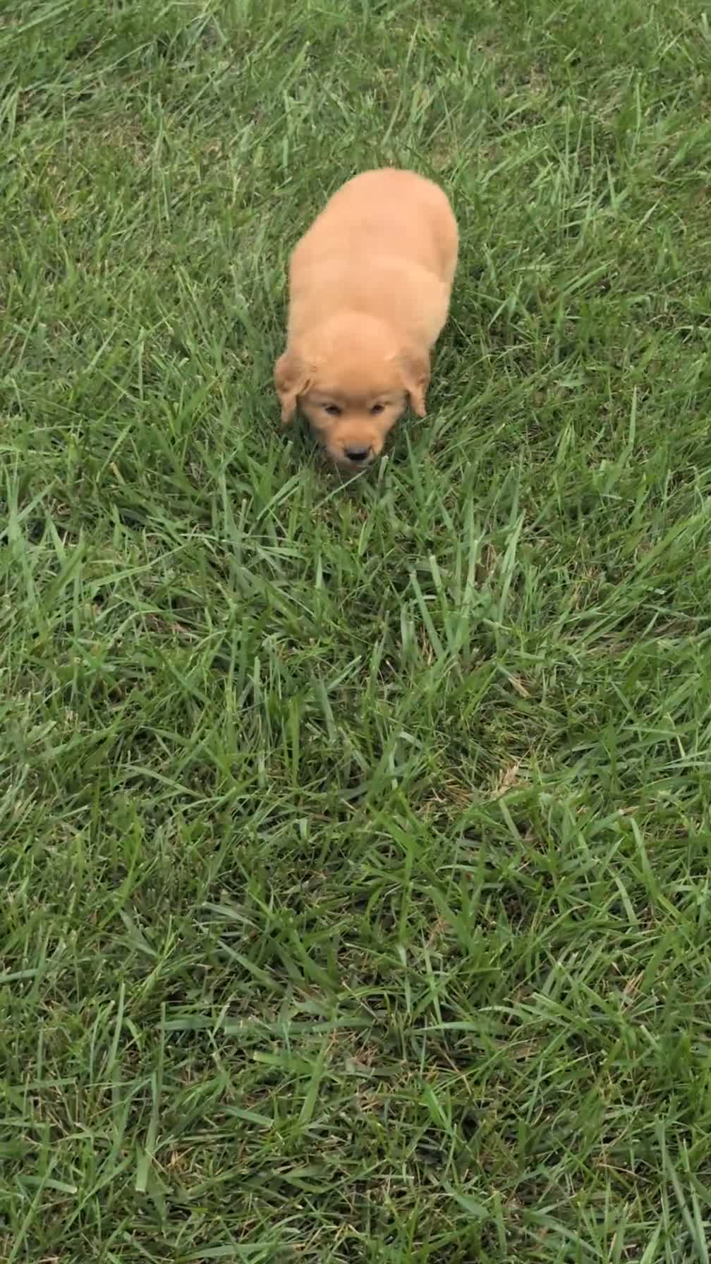 Golden Retriever dogs for sale: Chandler  - Video 1