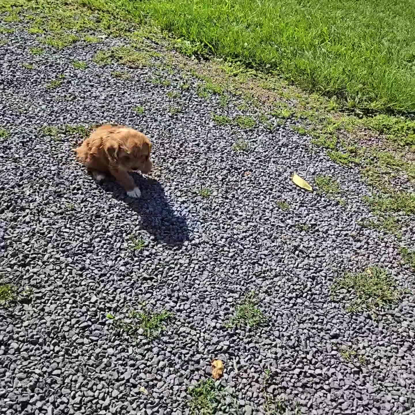 Cavapoo dogs for sale: Randy - Video 1