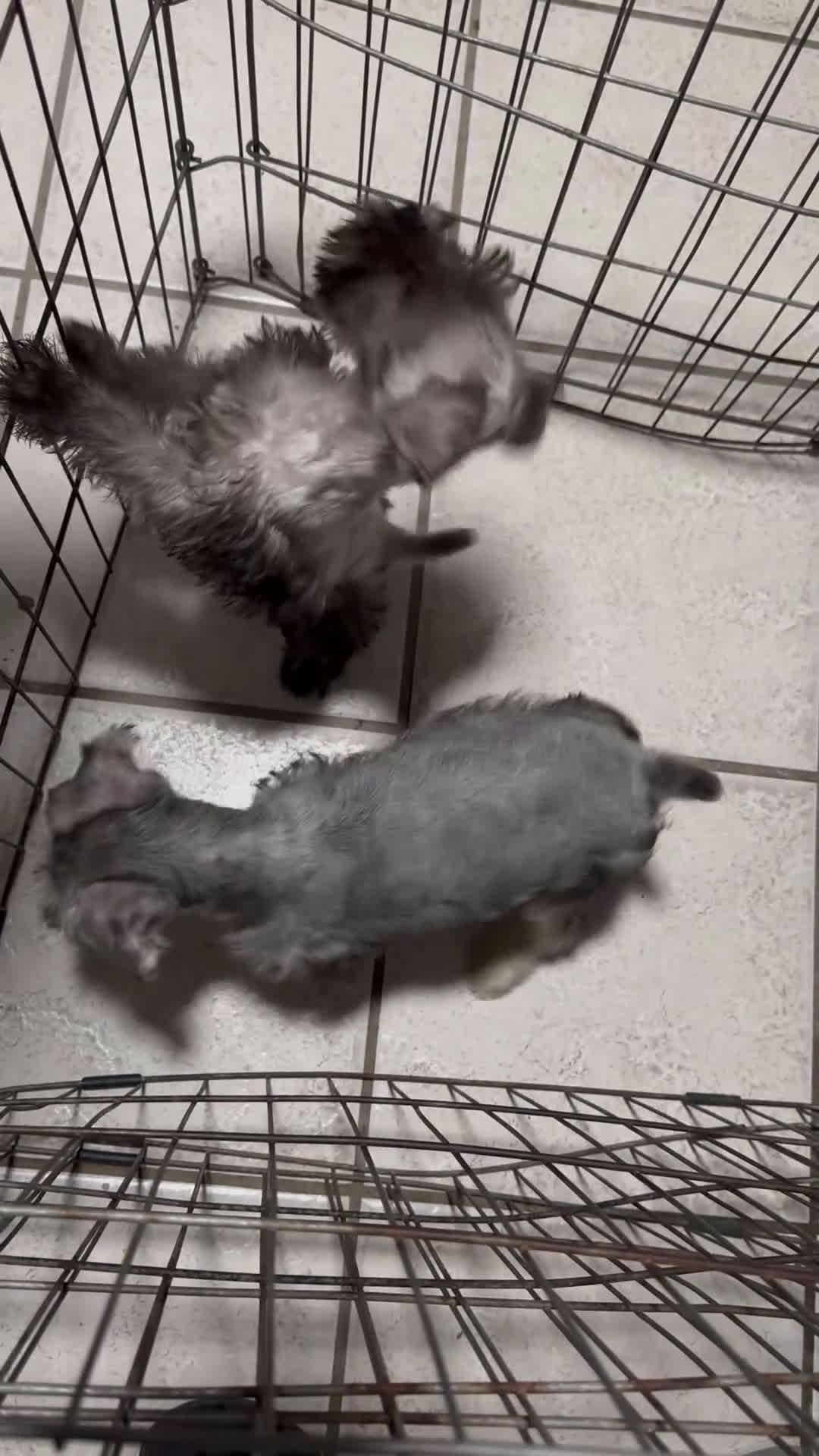 Standard Schnauzer dogs for sale: Standard Schnauzer Puppy 1 - Video 1