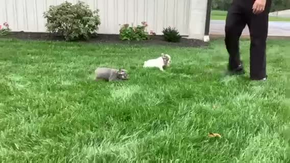 French Bulldog dogs for sale: Vicky - Video 1