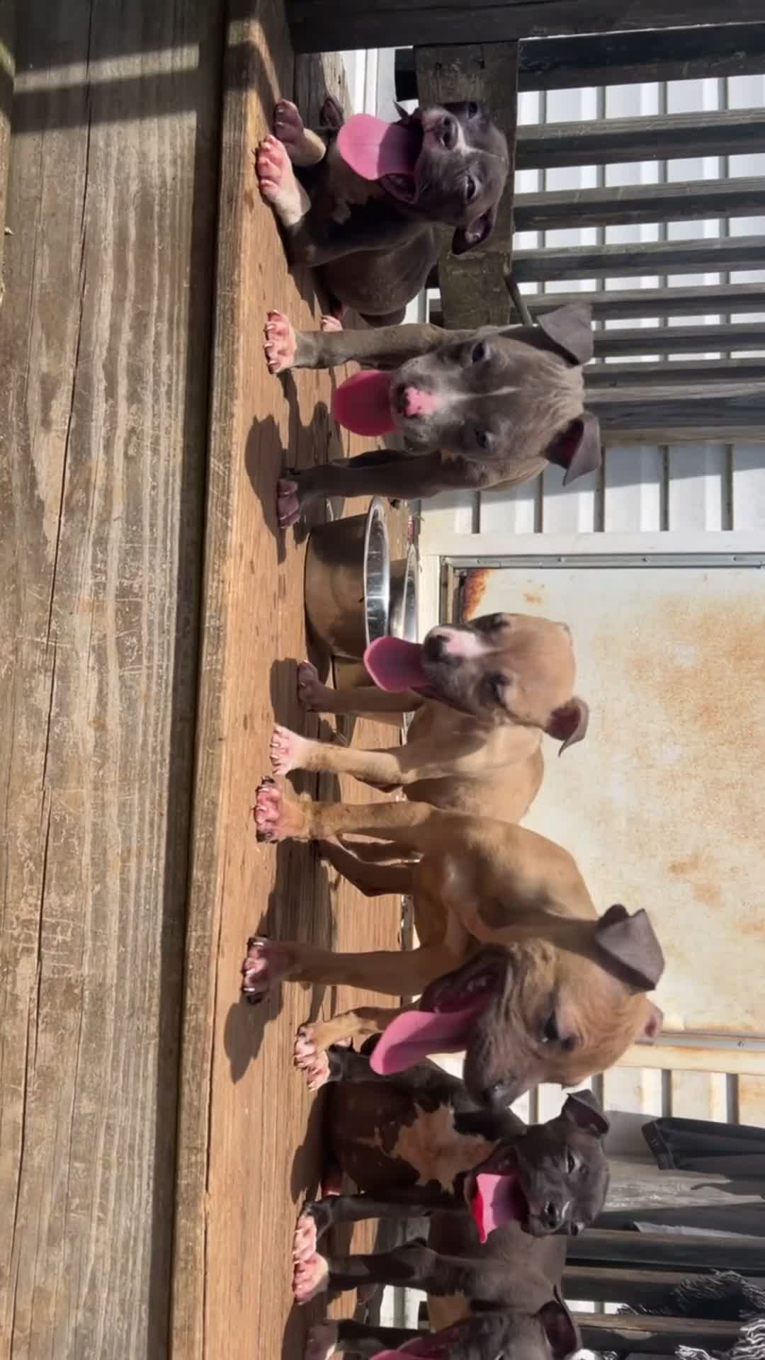 Mixed Breed dogs for sale: Mixed Breed 3 - Video 1