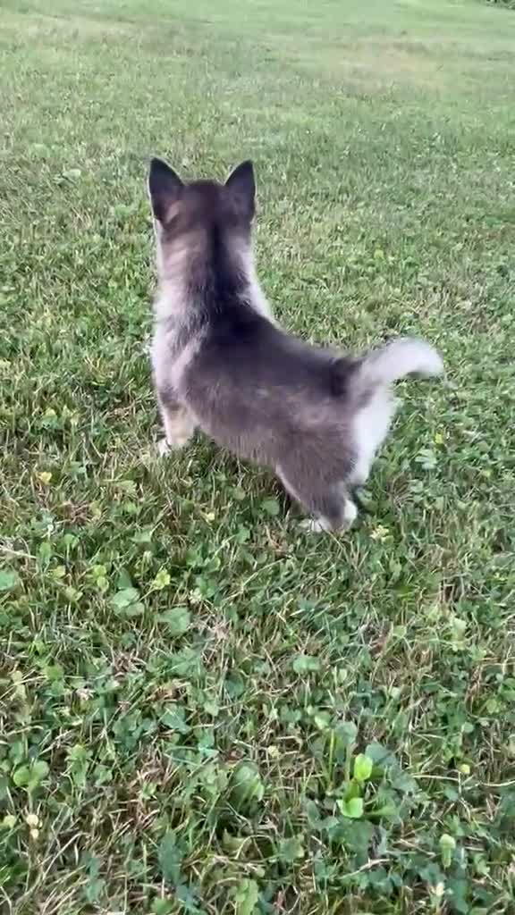 Pomsky dogs for sale: Skye - Video 2