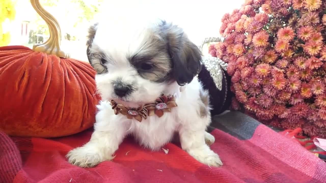 Shih Tzu dogs for sale: Shih Tzu 4 Drake - Video 1