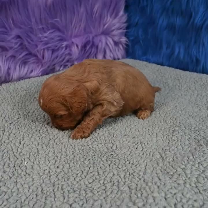 Cavapoo dogs for sale: Cavapoo 6 - Video 6
