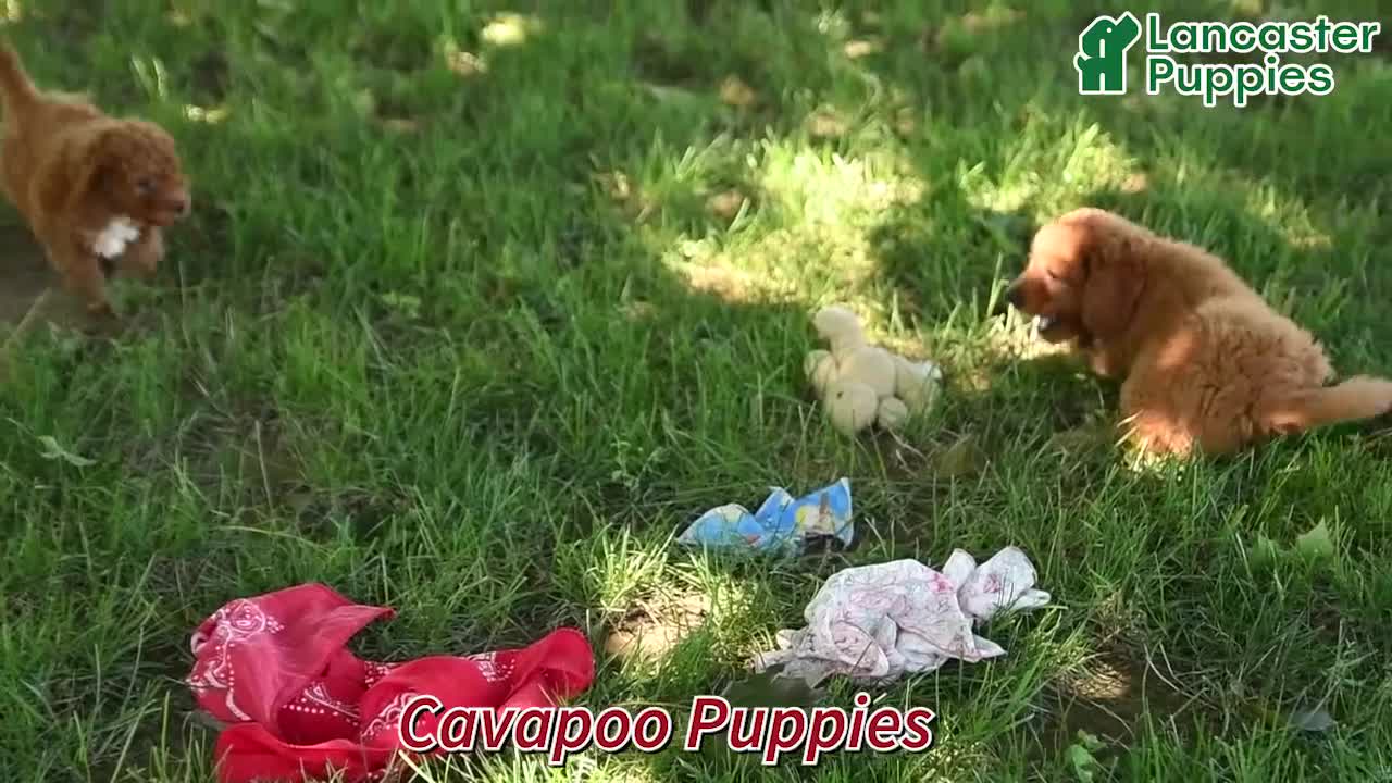 Cavapoo dogs for sale: Fancy - Video 1