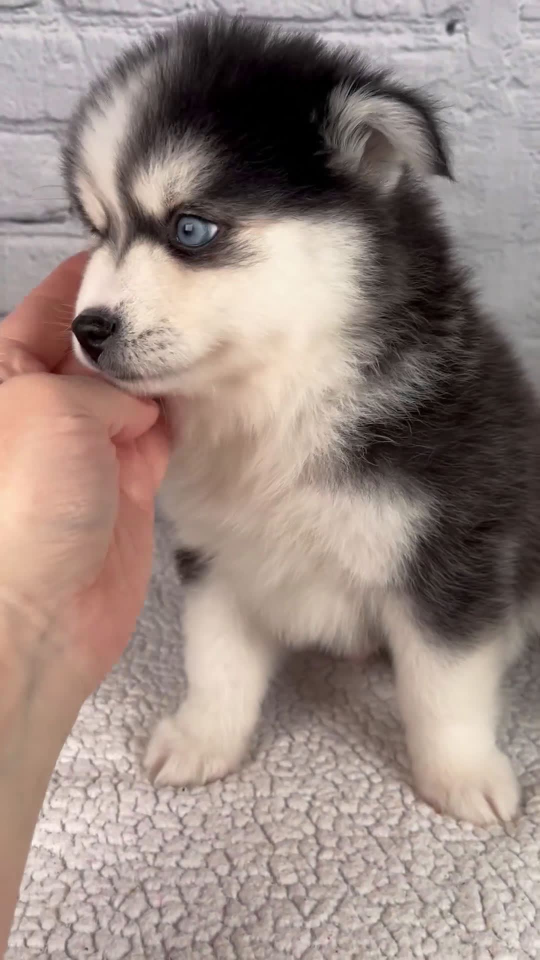 Pomsky dogs for sale: Nickson - Video 1