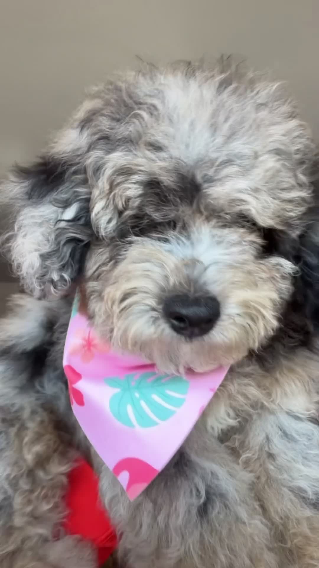 Miniature Poodle dogs for sale: Melody  - Video 1