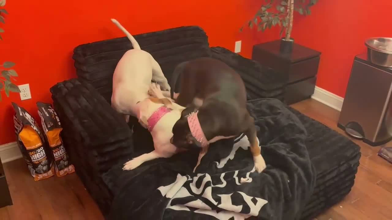 Mixed Breed dogs for sale: Mixed Breed 5 - Video 7
