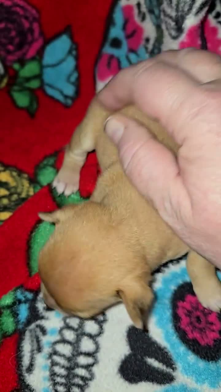 Chihuahua dogs for sale:  Cream Girl - Video 1