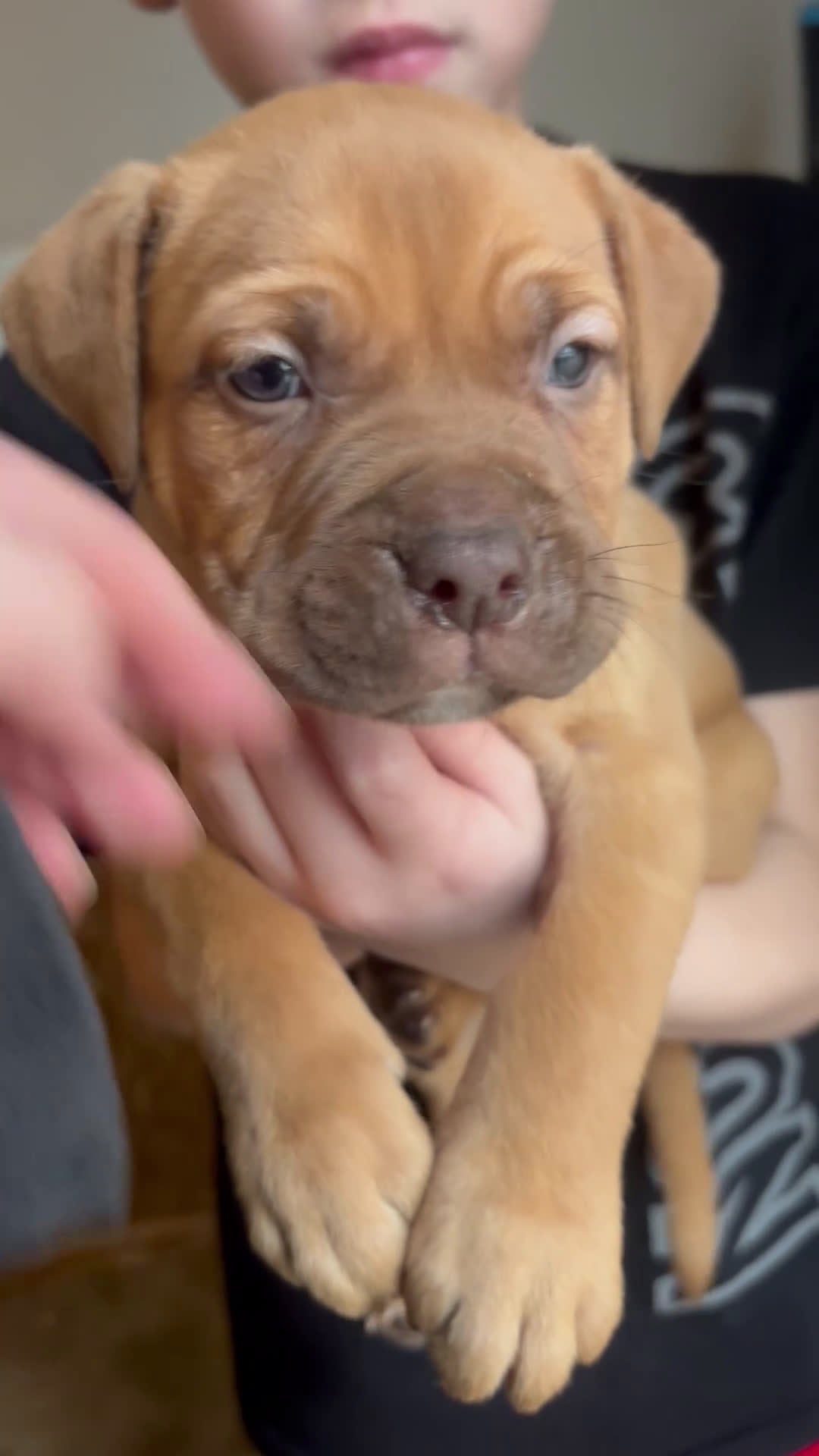 Mixed Breed dogs for sale: Woody - Video 1