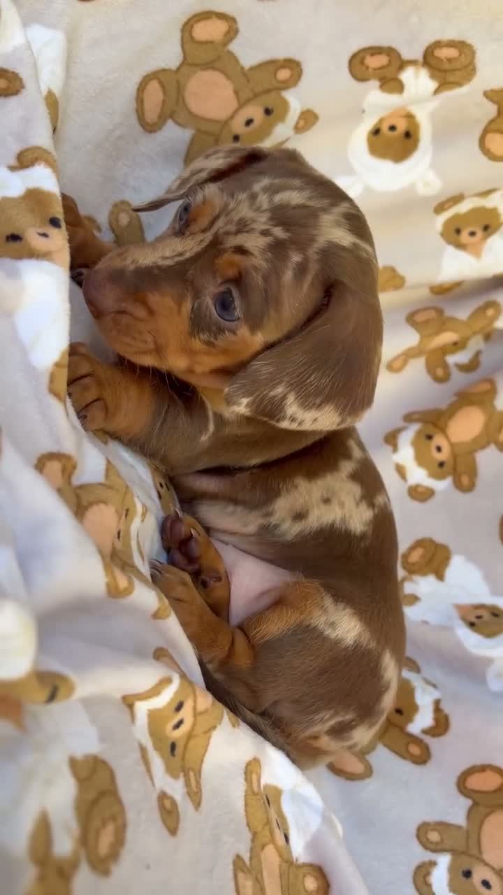 Miniature Dachshund dogs for sale: BUBBLES - Video 1