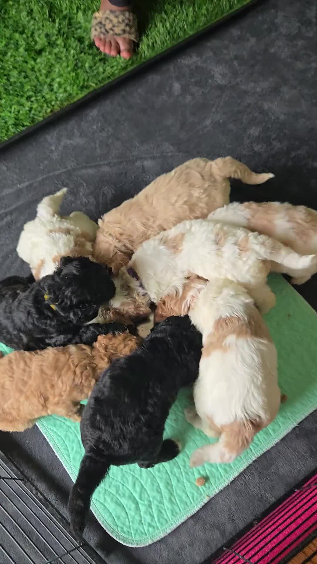 Goldendoodle dogs for sale: Miss Pink - Video 1