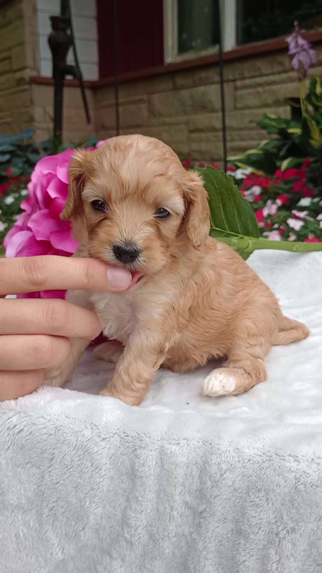 Cavapoo dogs for sale: Hadley - Video 1