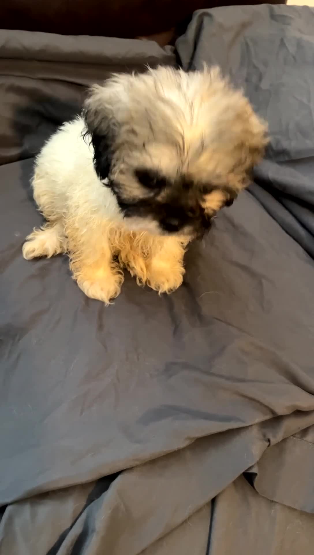 Mixed Breed dogs for sale: Oreo  - Video 1
